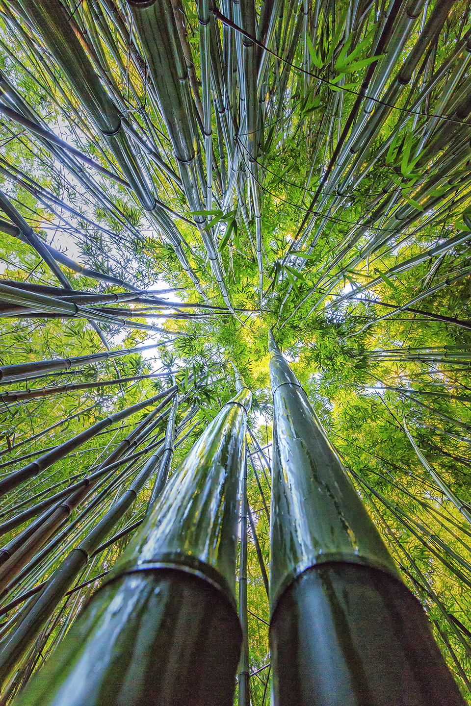 Bamboo 02