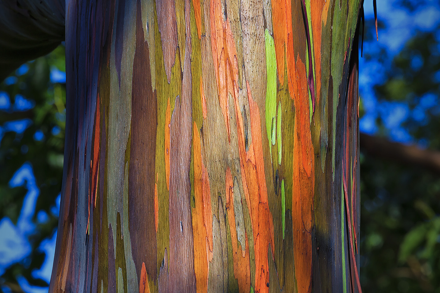 http://dotsonscreen.com/dotsonscreen/wp-content/uploads/2014/09/Rainbow-Eucalyptus.jpg